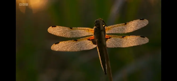 Four-spotted chaser (Four-spotted chaser) as shown in Wild Isles - Freshwater